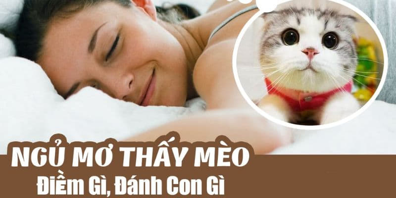 Điềm báo của giấc mơ thấy mèo